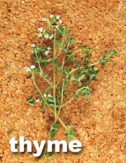 THYME